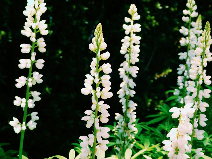 white flower