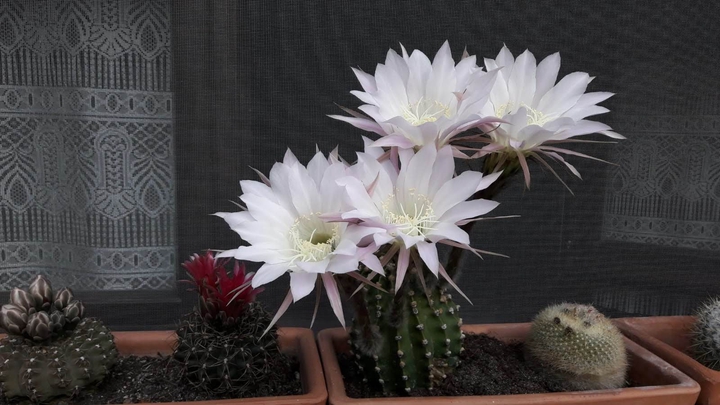 #flowers