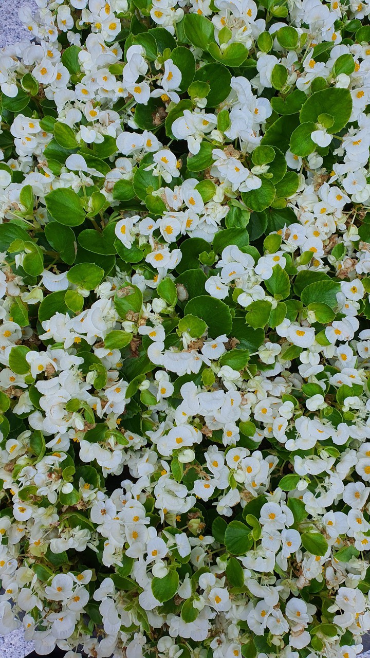 꽃(flower)