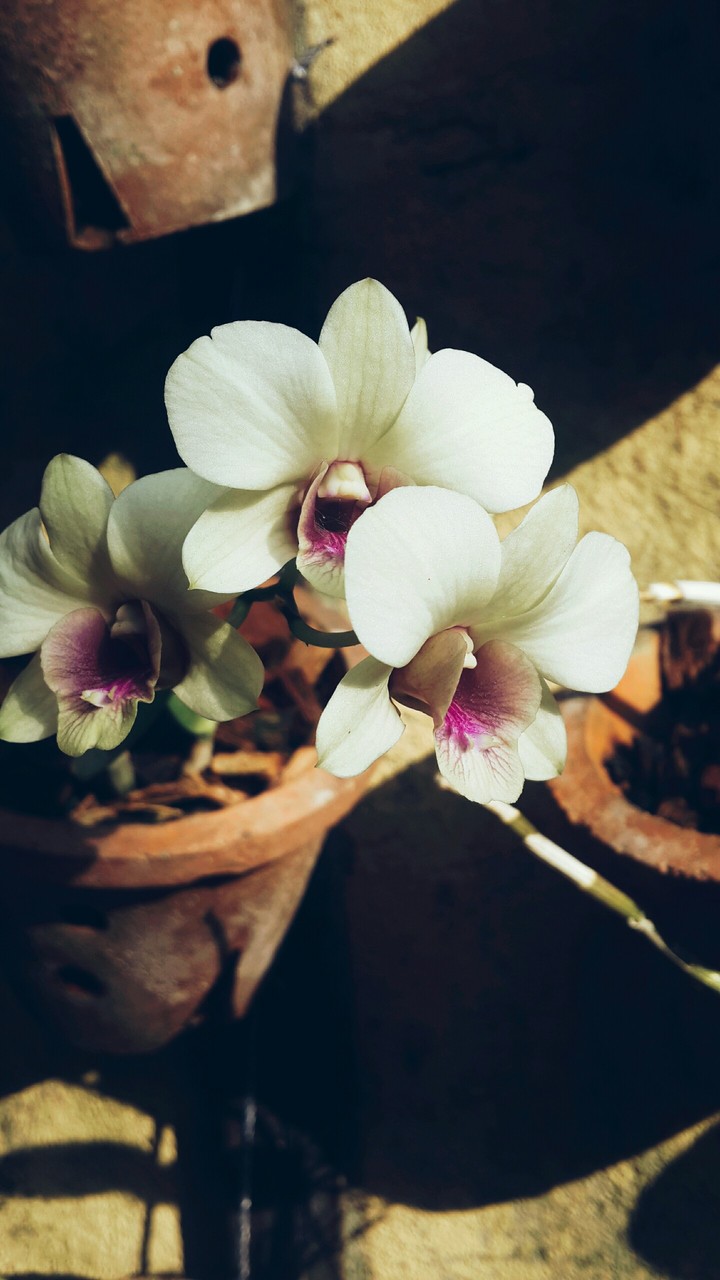 Orchids