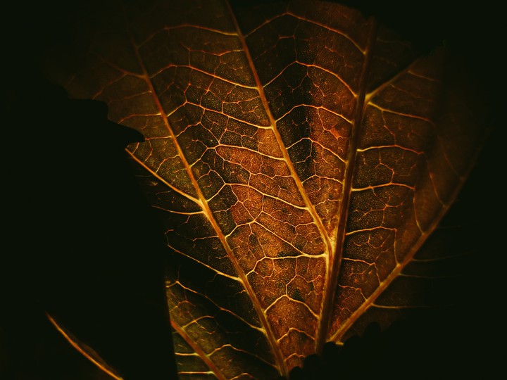 when leaves are so intresting
