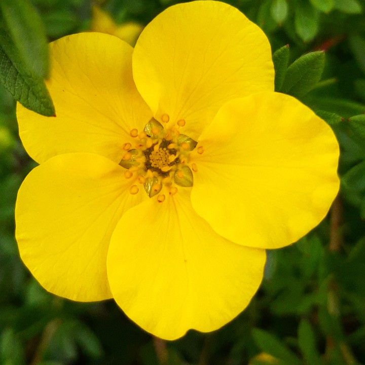 yellow