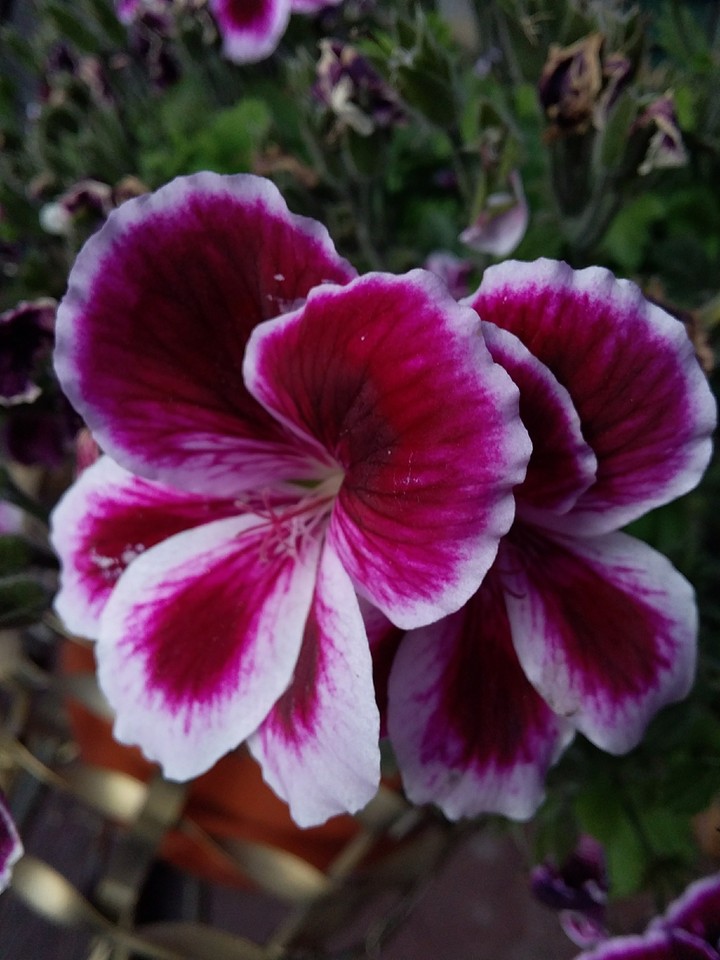 Flor de Quito