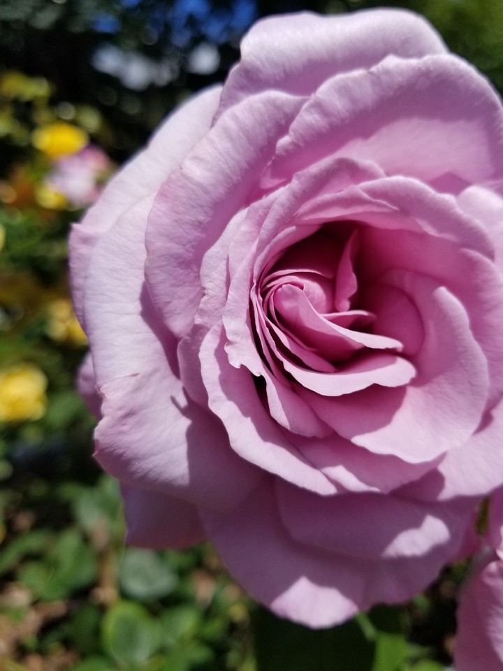 Purple Rose