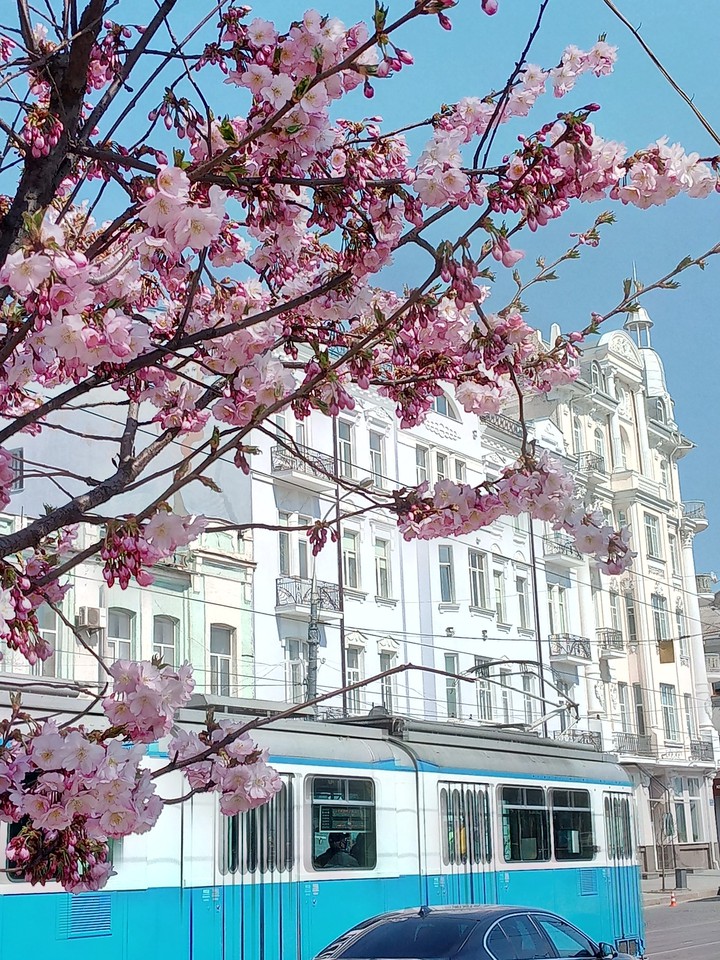 sakura