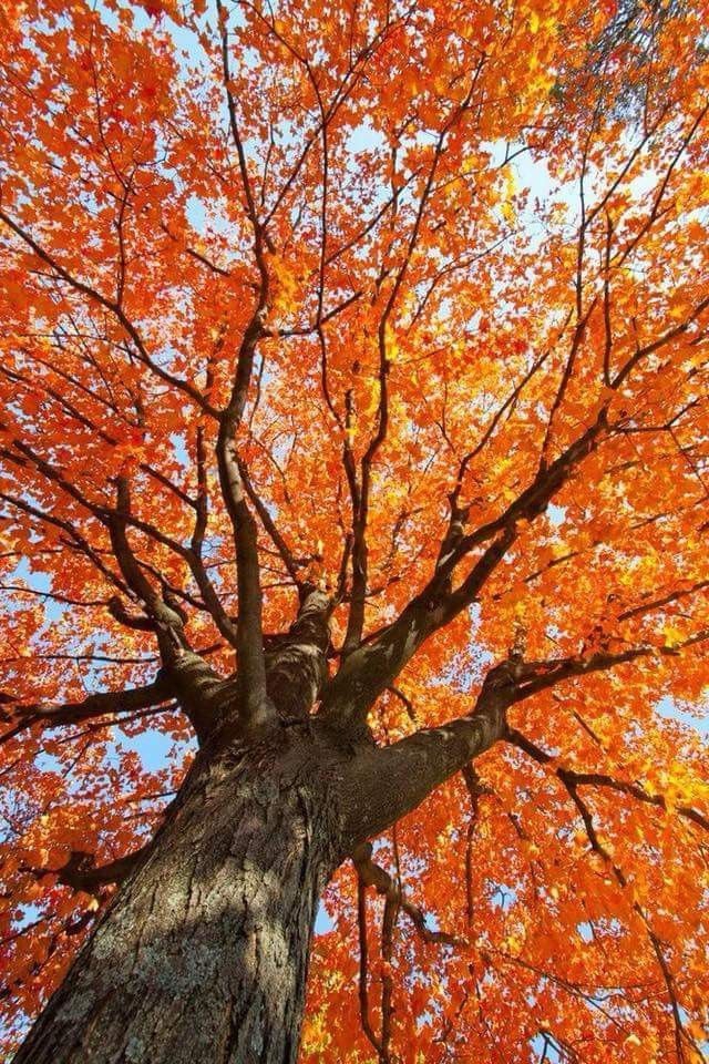 Beautiful Autumn Tree