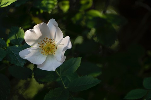 plant, flower duvar kağıtları