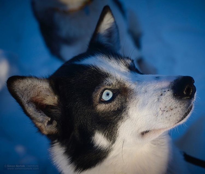 hermoso Husky siberiano..