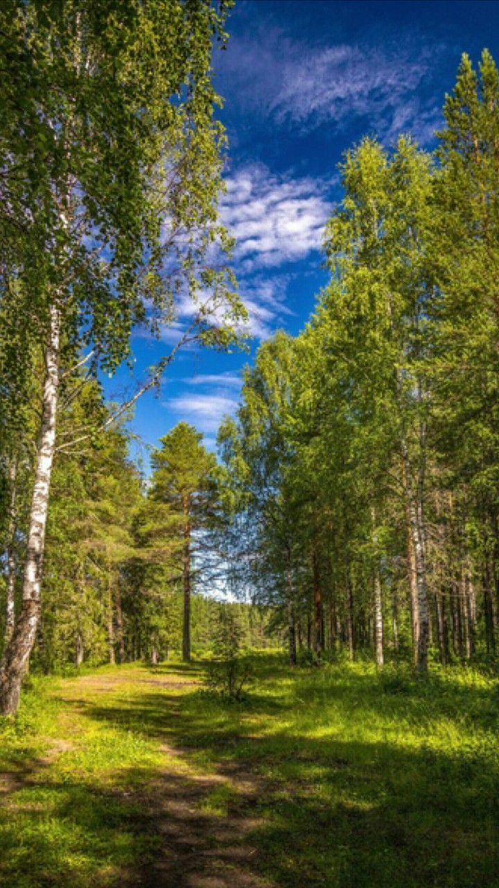 Летний лес