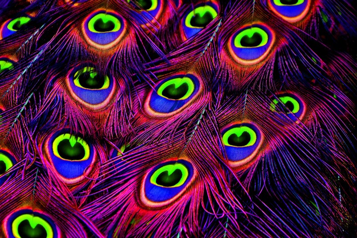 Peacock feathers