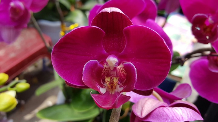 Orchids