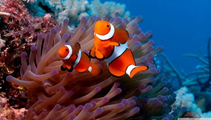 clown fish