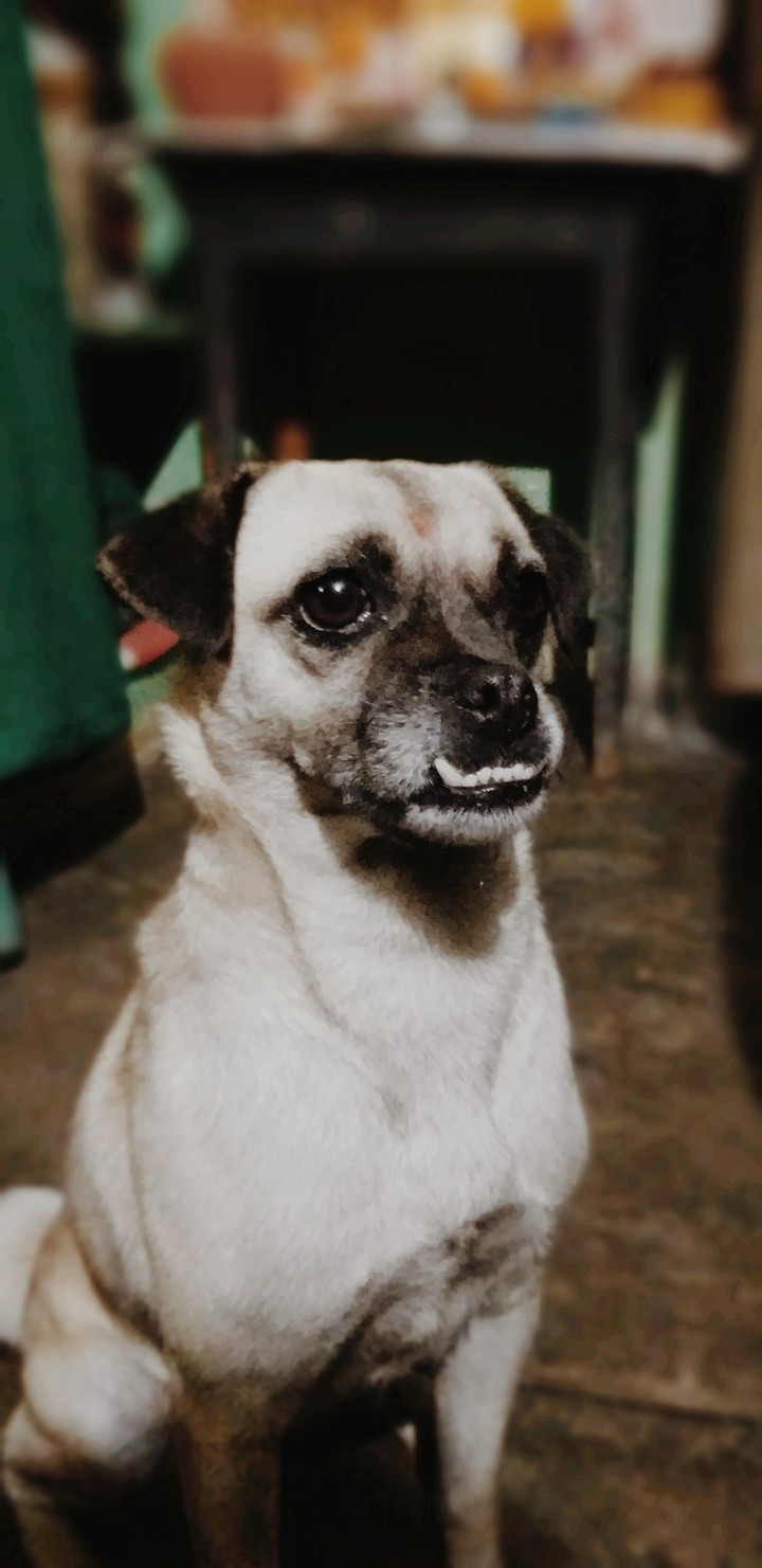 puppy