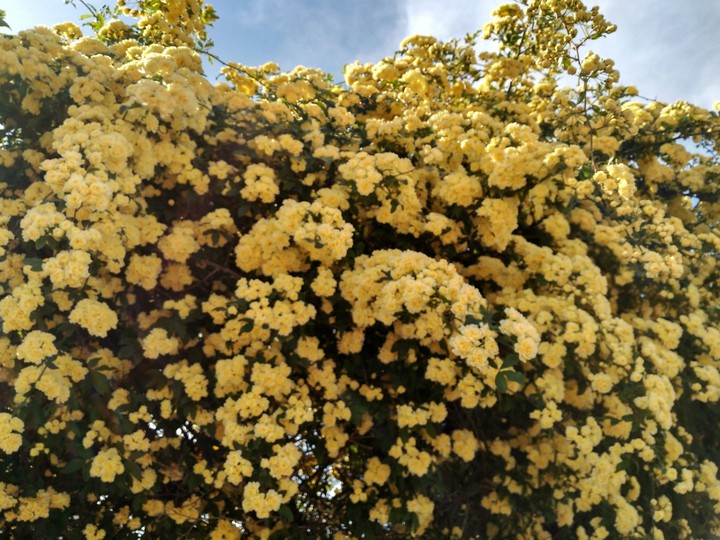 flowers