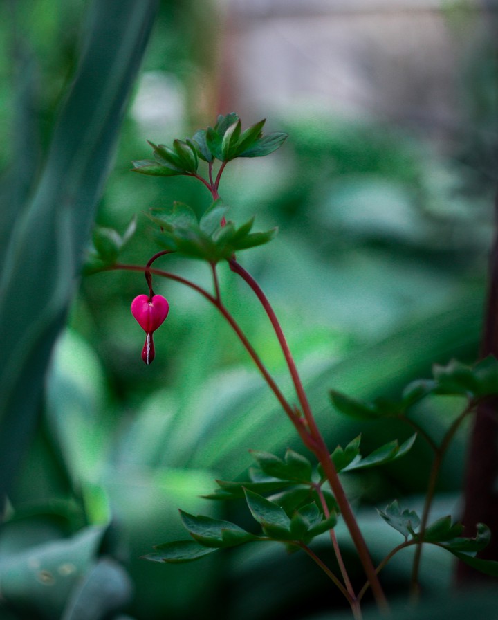 dicentra
