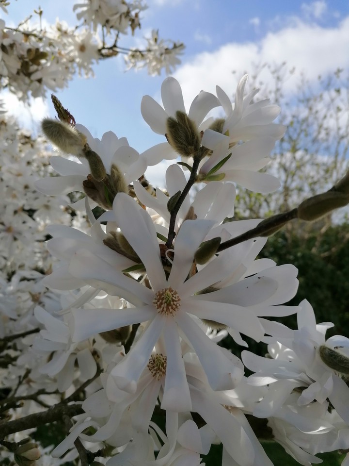 magnolia blanc