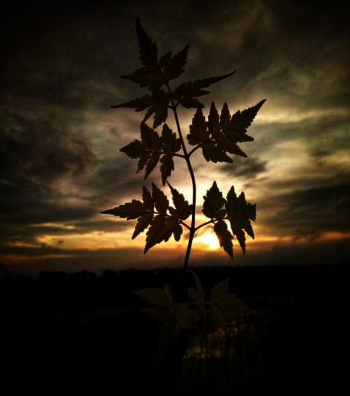 leaf