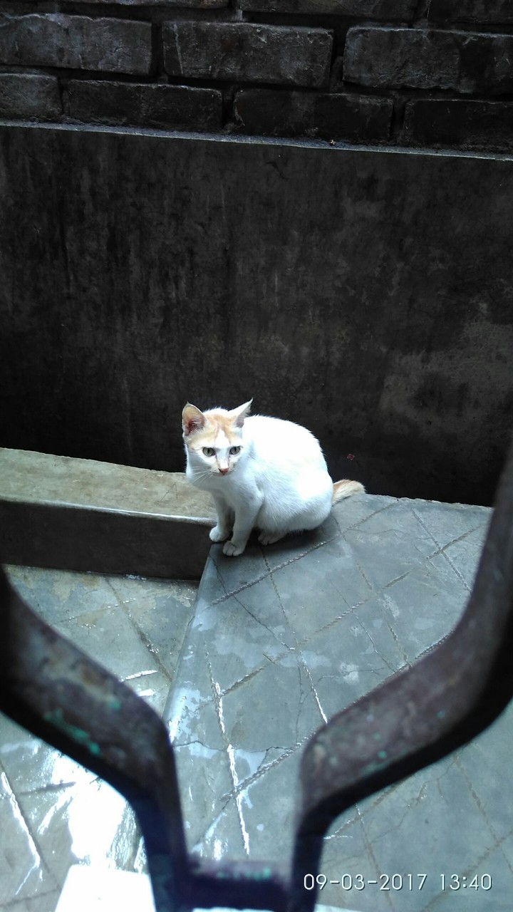 cat