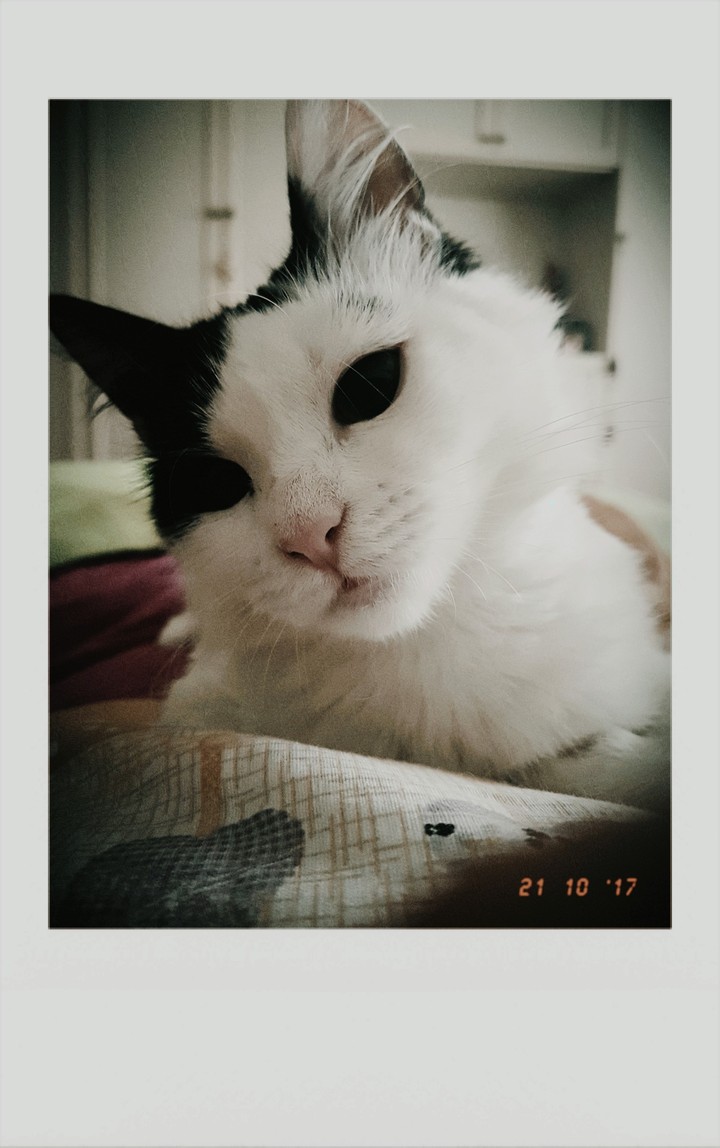 Olaf the Cat