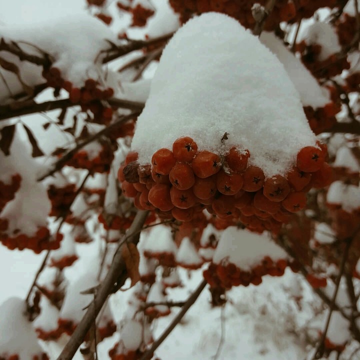 Рябина
