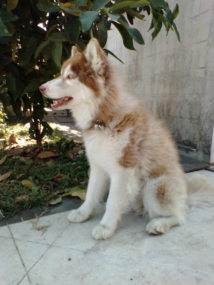 Young dog