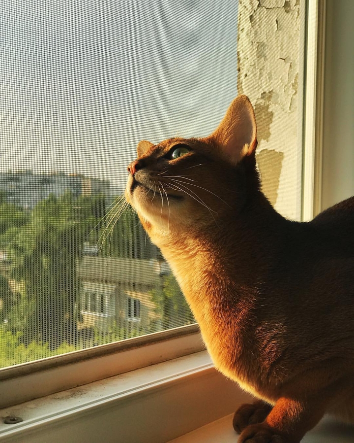 cat
