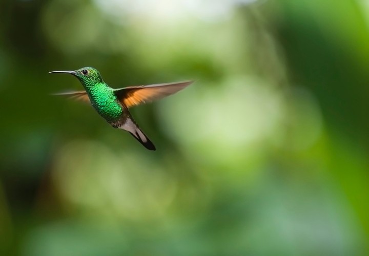 Green Bird