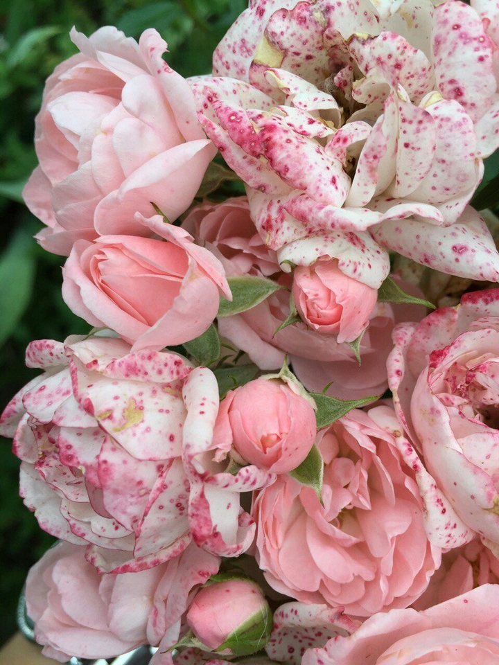 roses
