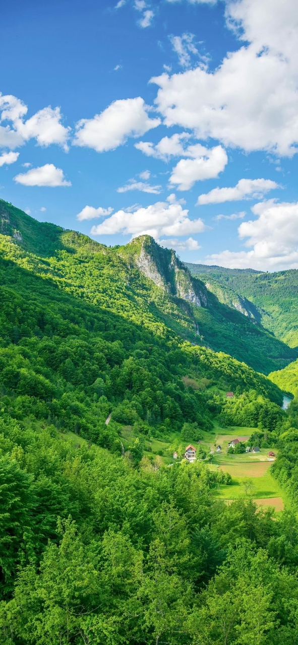 tapety mountain, vegetation
