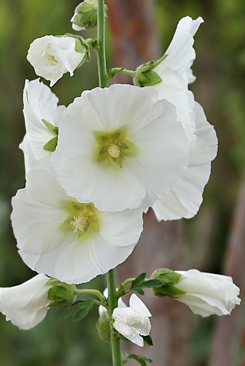 petal, mullein háttérképek