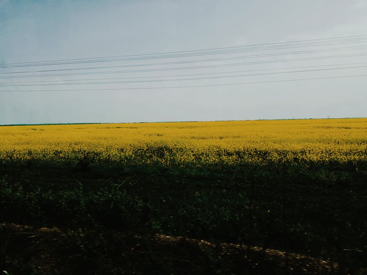 field