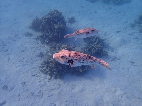 mer rouge