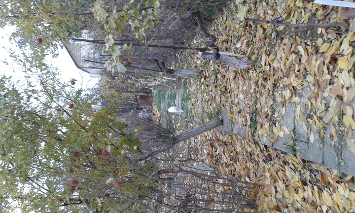 Autumn and a cat