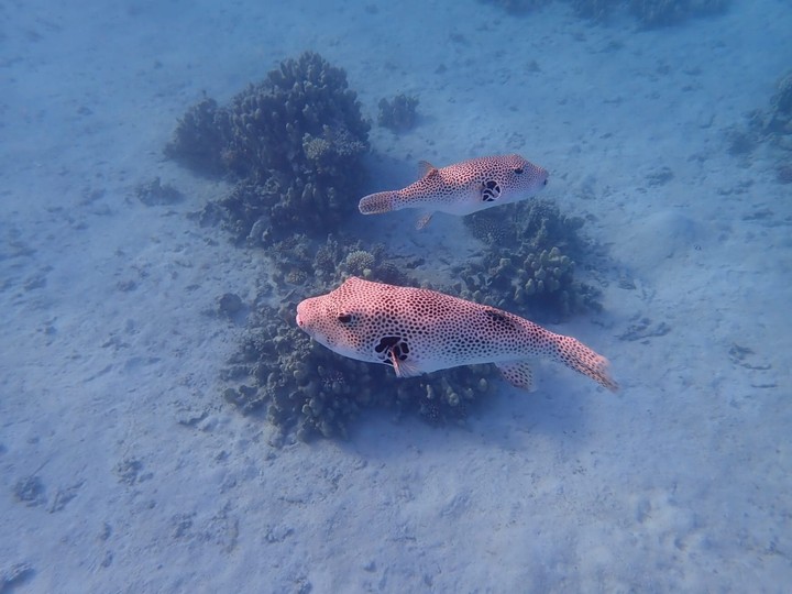 mer rouge