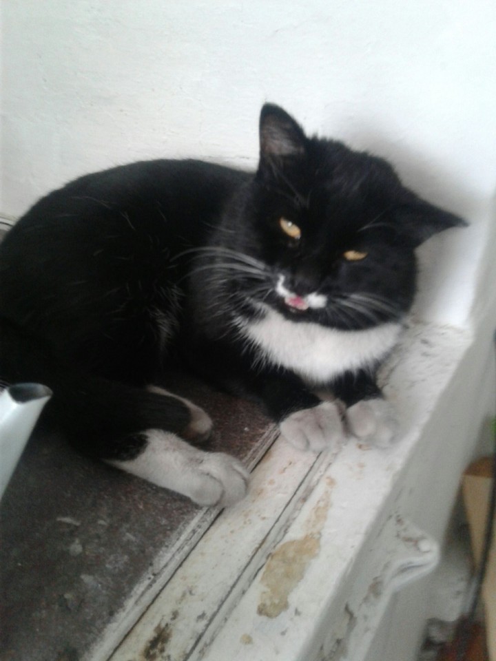 мой котик Мурзик