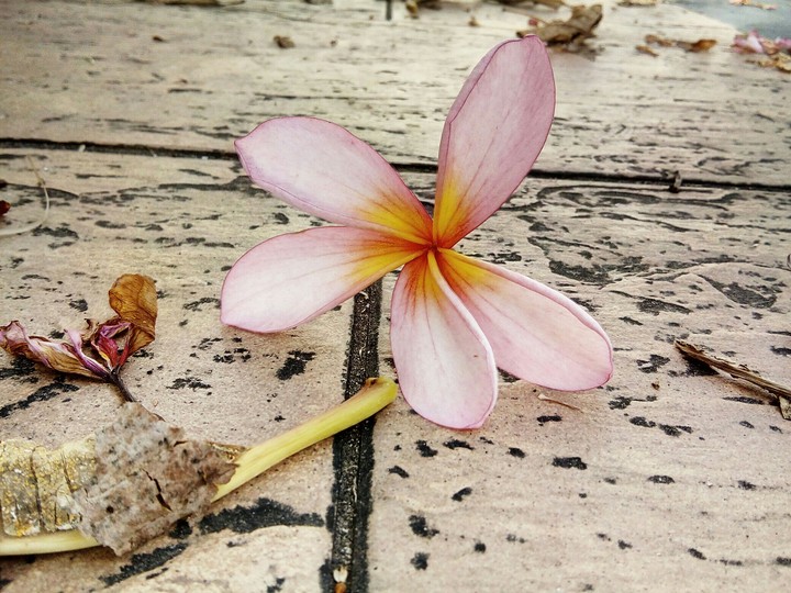 A fallen beauty