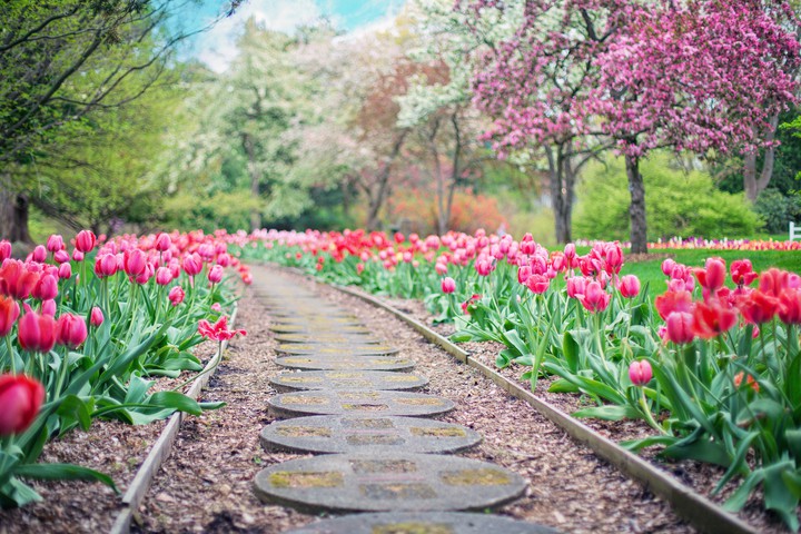tulip Garden