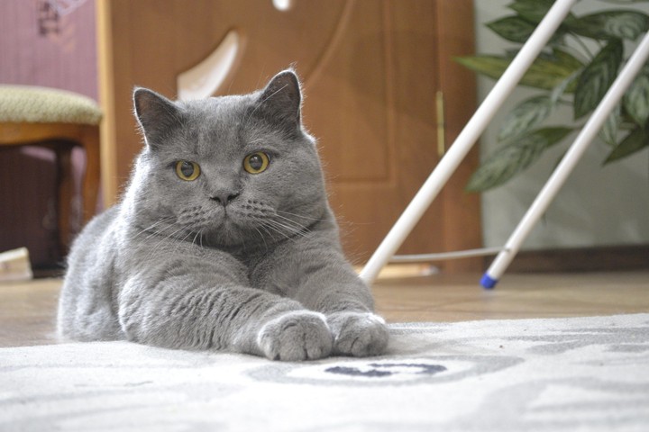 my cat