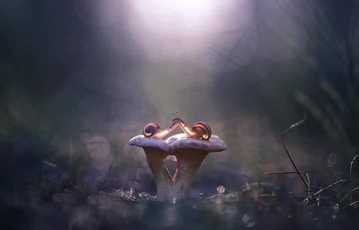 Nature pour