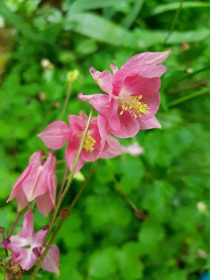 Pink flower