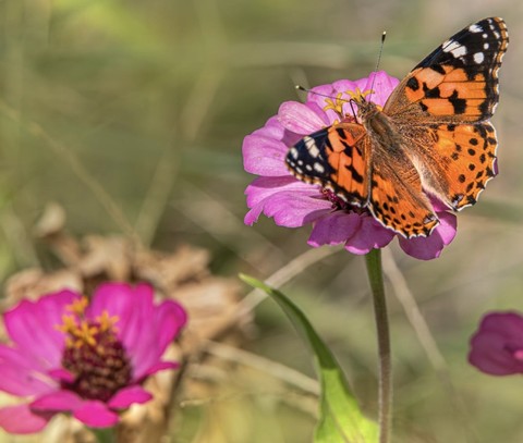 lycaena, butterfly壁紙