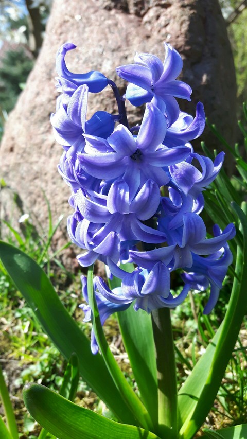 spring
