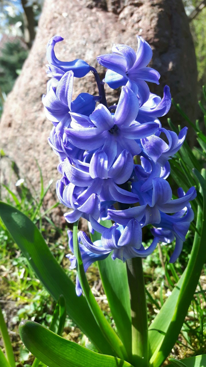 spring