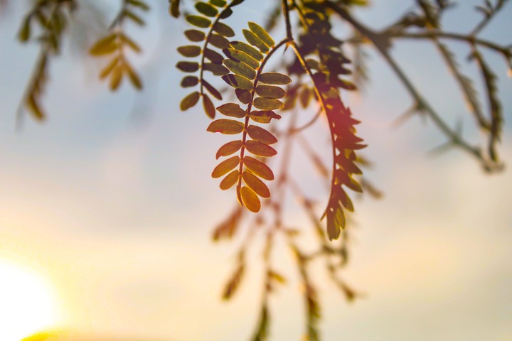 Leaf