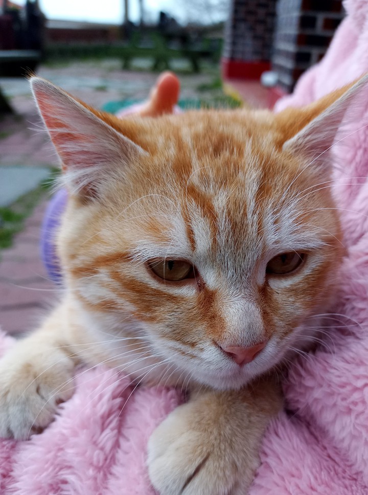 ♥고양이cat♥