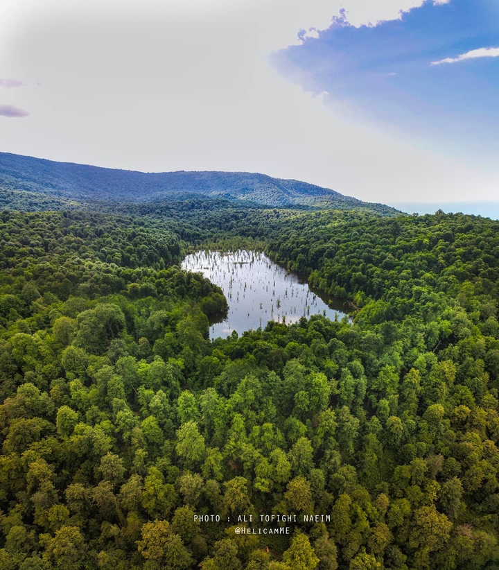 Nowshahr Forest