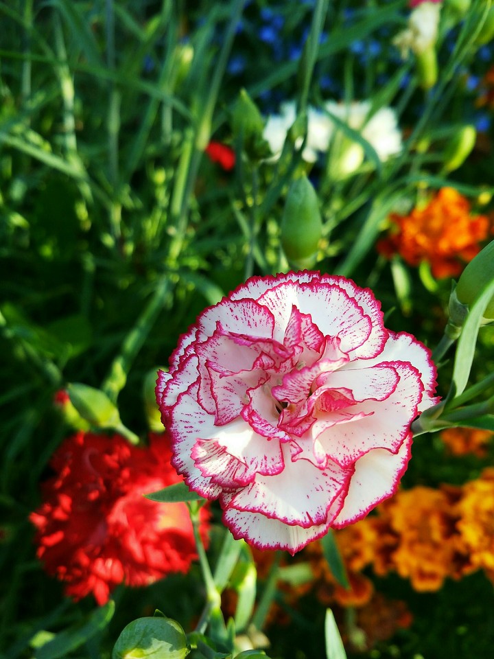 Flowers