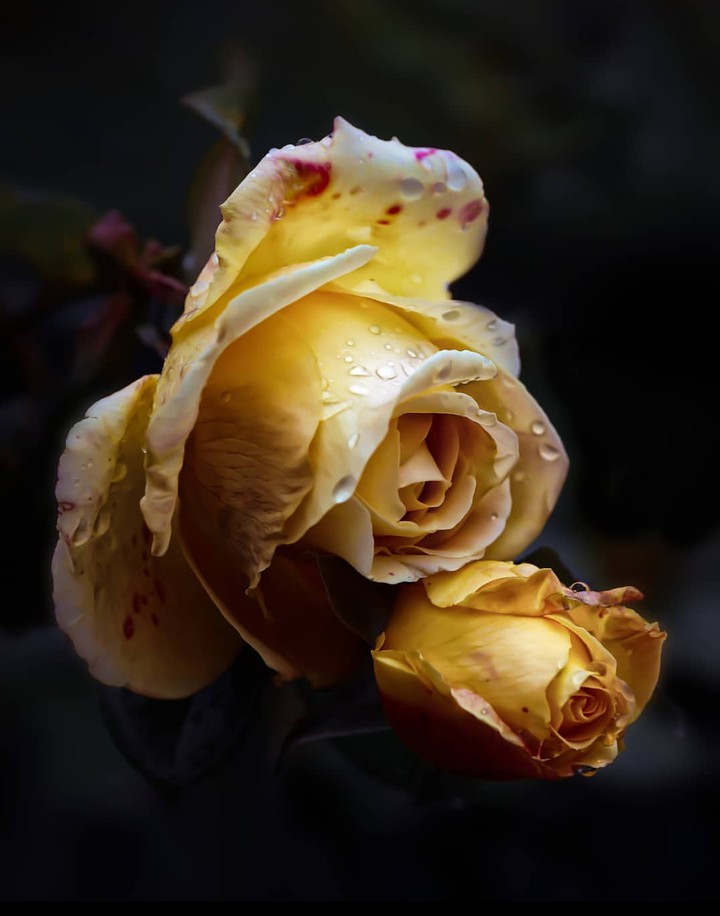 Roses