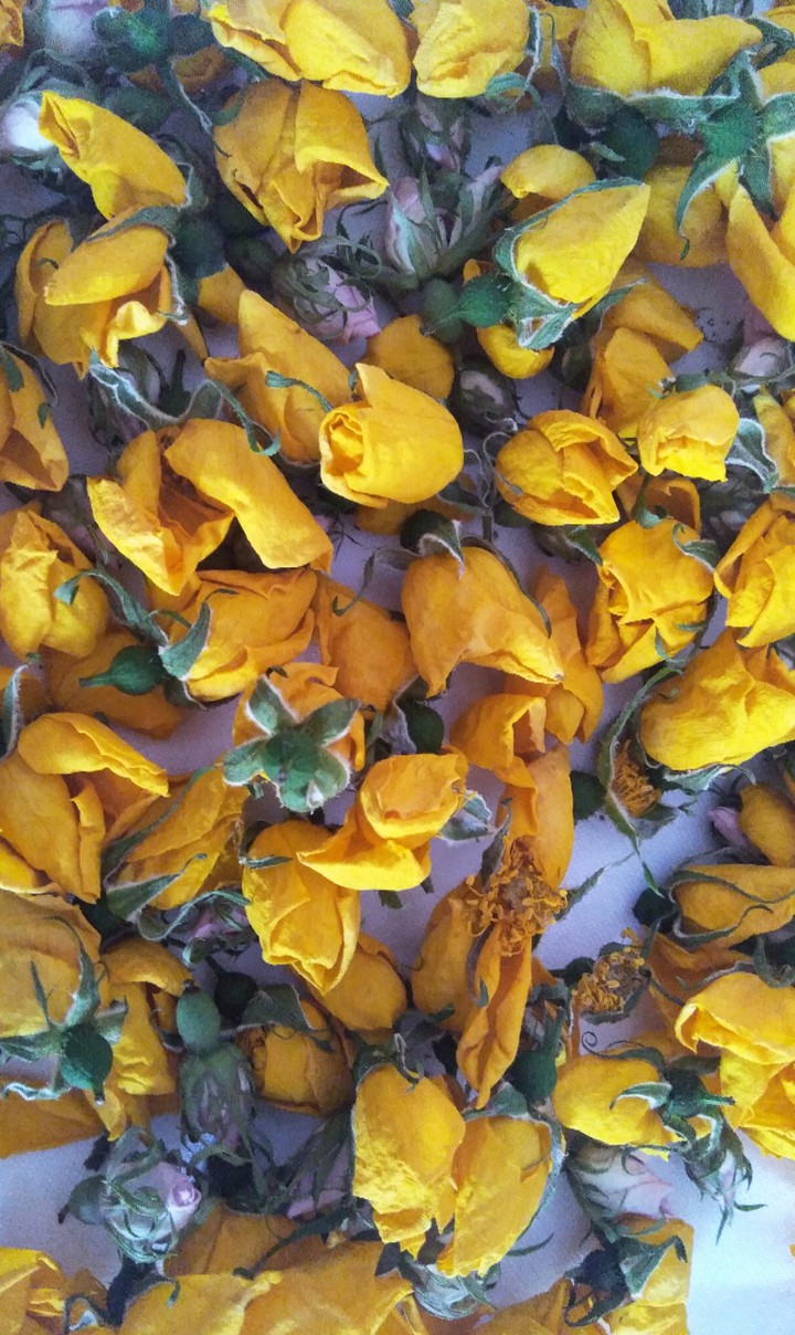 Yellow Roses