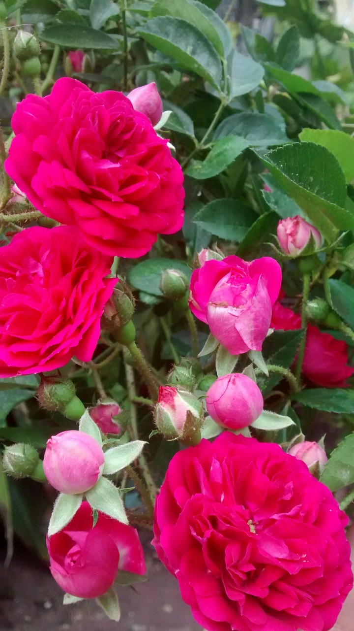 Roses